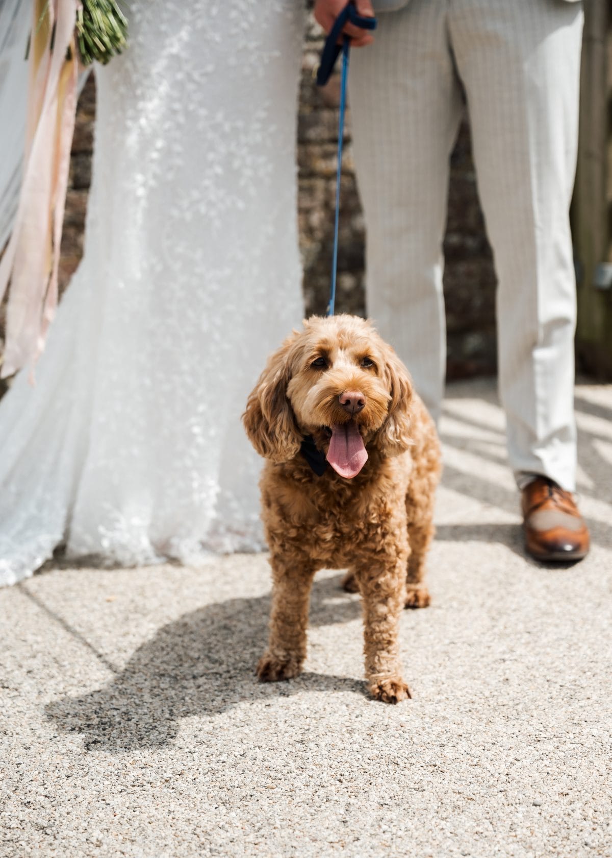 Dog on wwedding day